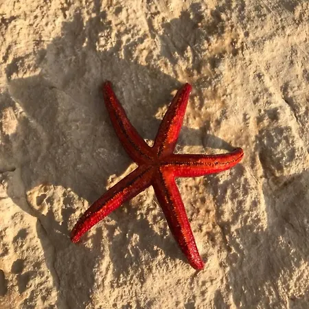 Zrina - * 트로기르